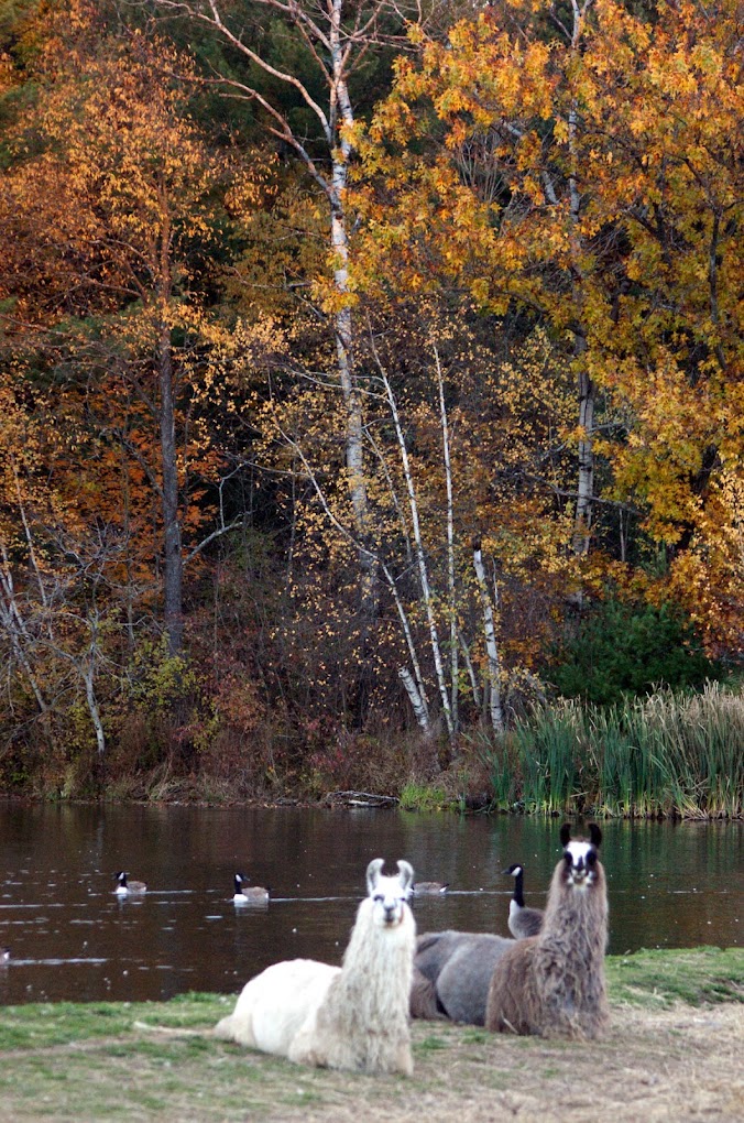 60 - Dakota Ridge- $35 Gift Card